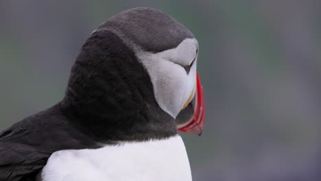 Atlantic-puffin-(Fratercula-arctica),-on-the-rock-on-the-island-of-Runde-(Norway).